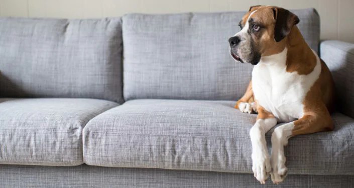 Eaglesprings Carpet Cleaning Whistler